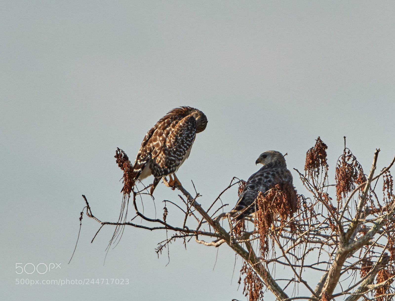 Canon EOS-1D X Mark II sample photo. 02-02-18-0001897.jpg photography