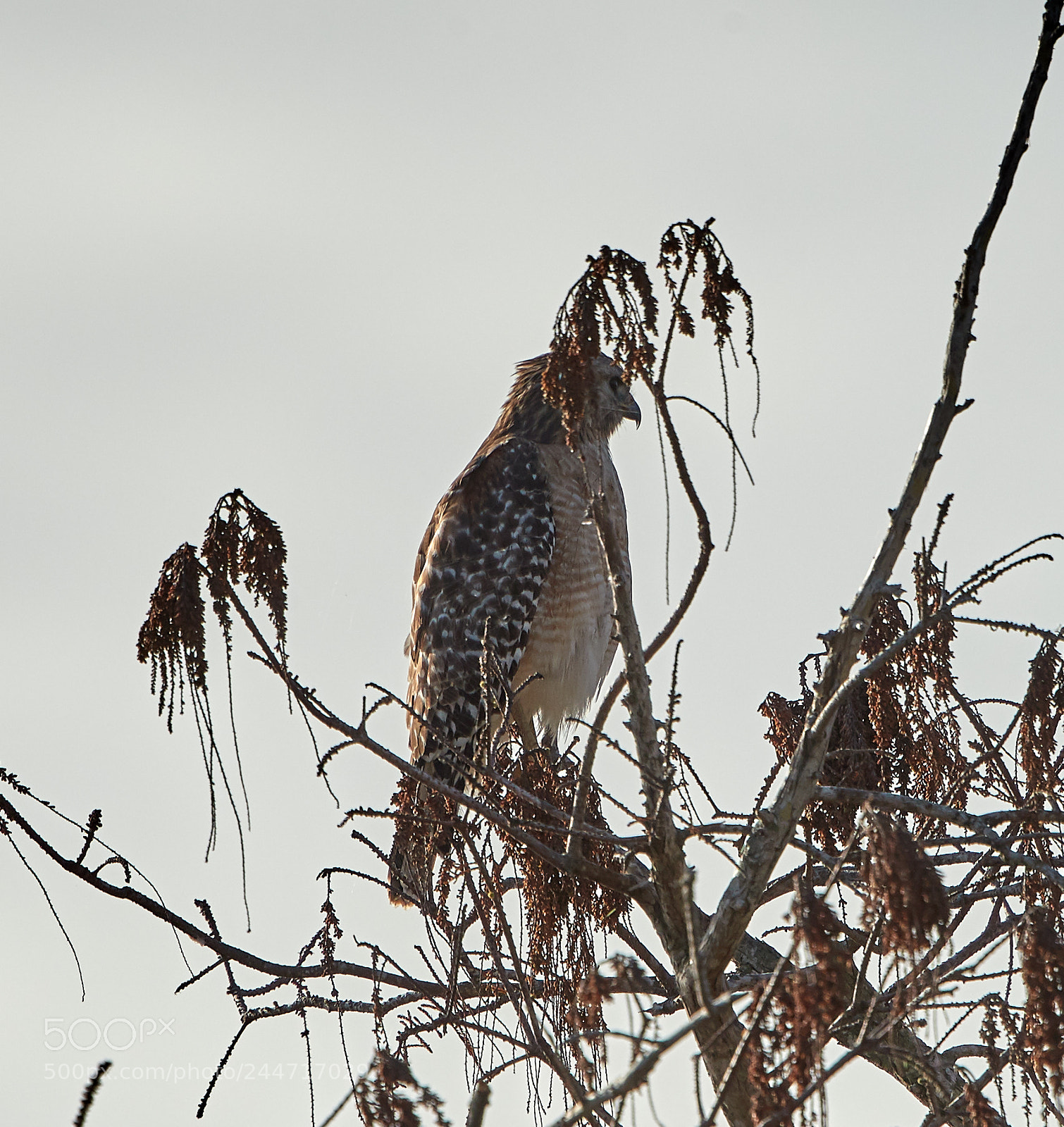 Canon EOS-1D X Mark II sample photo. 02-02-18-0001877.jpg photography