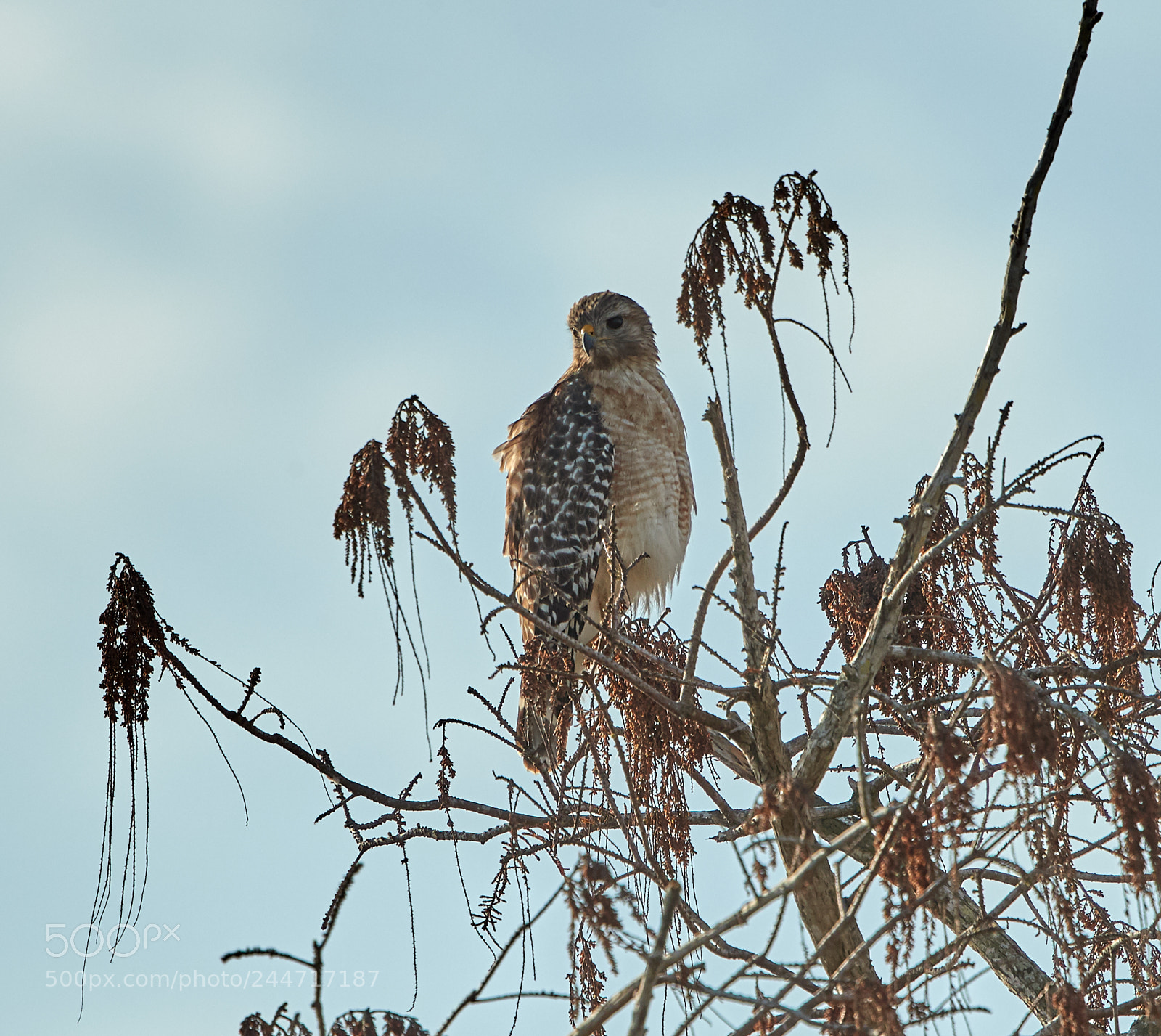 Canon EOS-1D X Mark II sample photo. 02-02-18-0001872.jpg photography