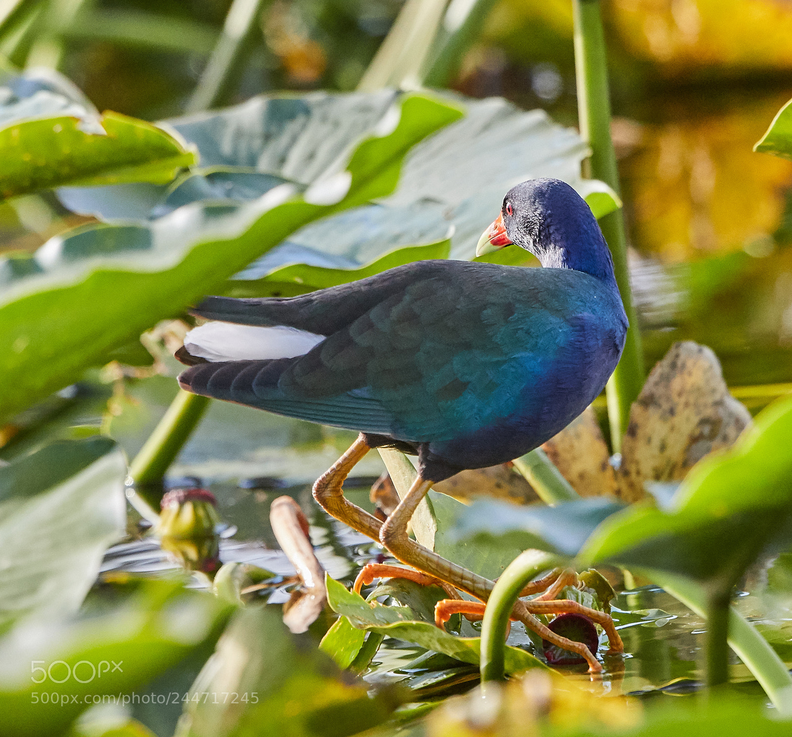 Canon EOS-1D X Mark II sample photo. 02-02-18-0001866.jpg photography