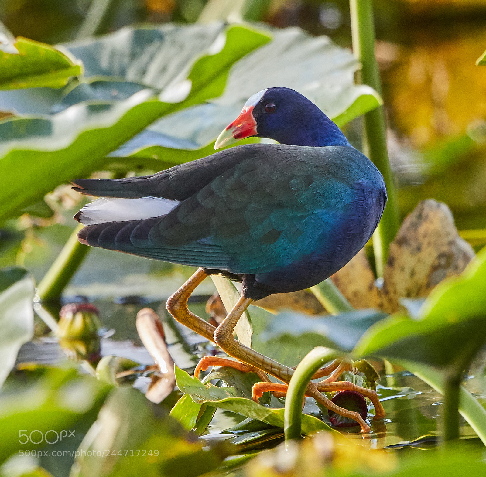 Canon EOS-1D X Mark II sample photo. 02-02-18-0001864.jpg photography