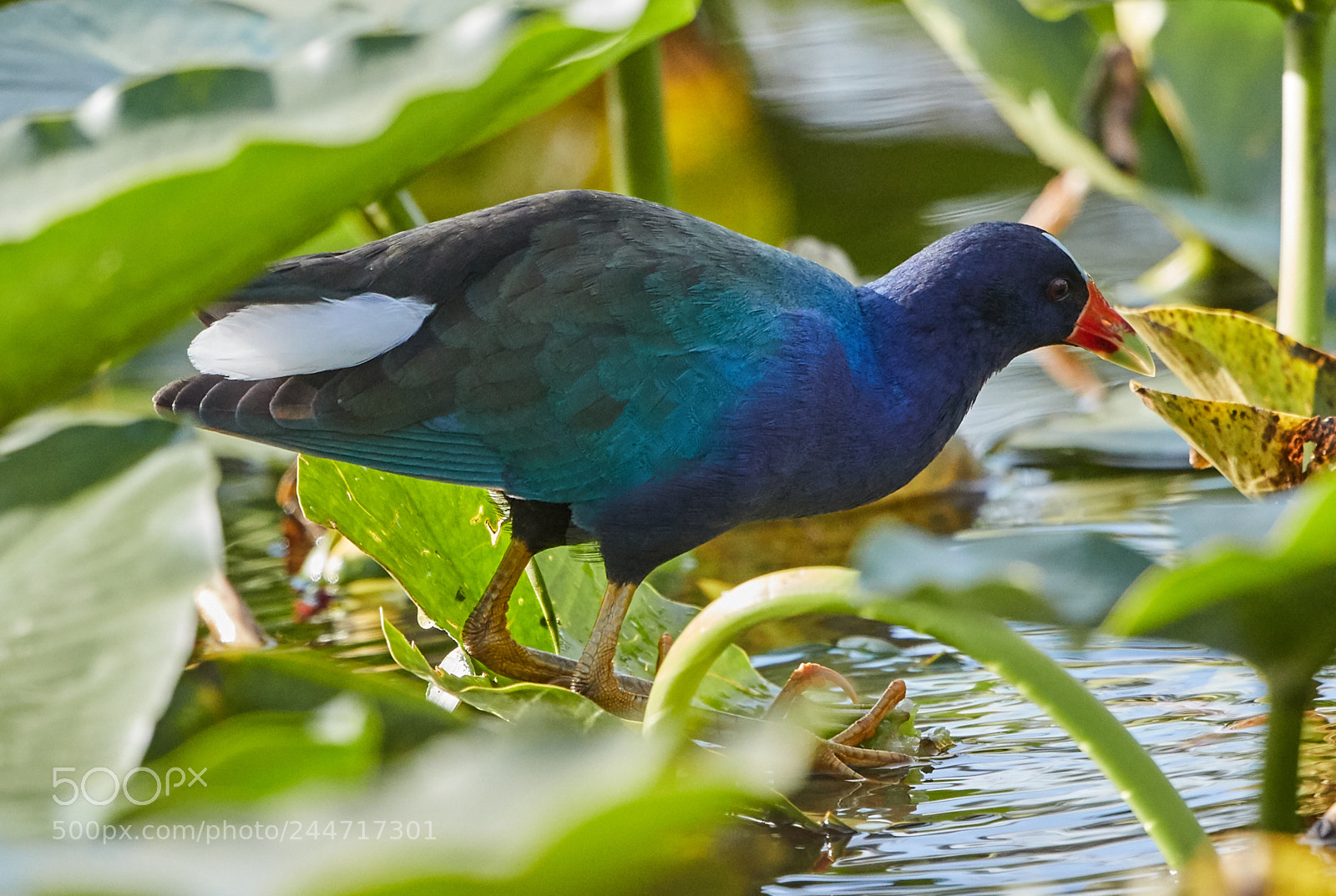Canon EOS-1D X Mark II sample photo. 02-02-18-0001861.jpg photography