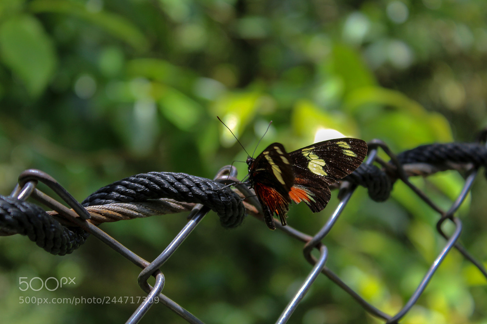 Canon EOS 1300D (EOS Rebel T6 / EOS Kiss X80) sample photo. Butterfly photography