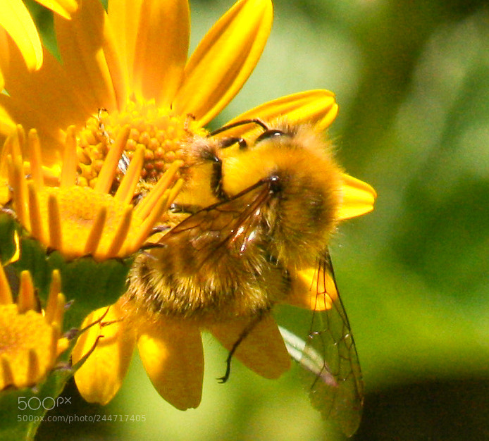 Canon EOS 1000D (EOS Digital Rebel XS / EOS Kiss F) sample photo. Yellow flower and bee photography