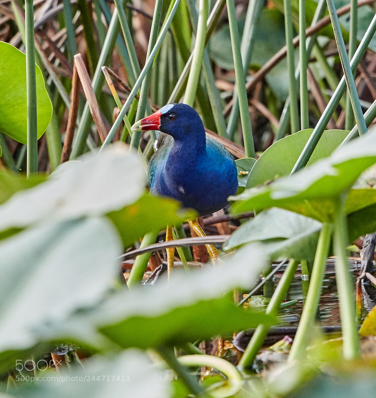Canon EOS-1D X Mark II sample photo. 02-02-18-0001853.jpg photography