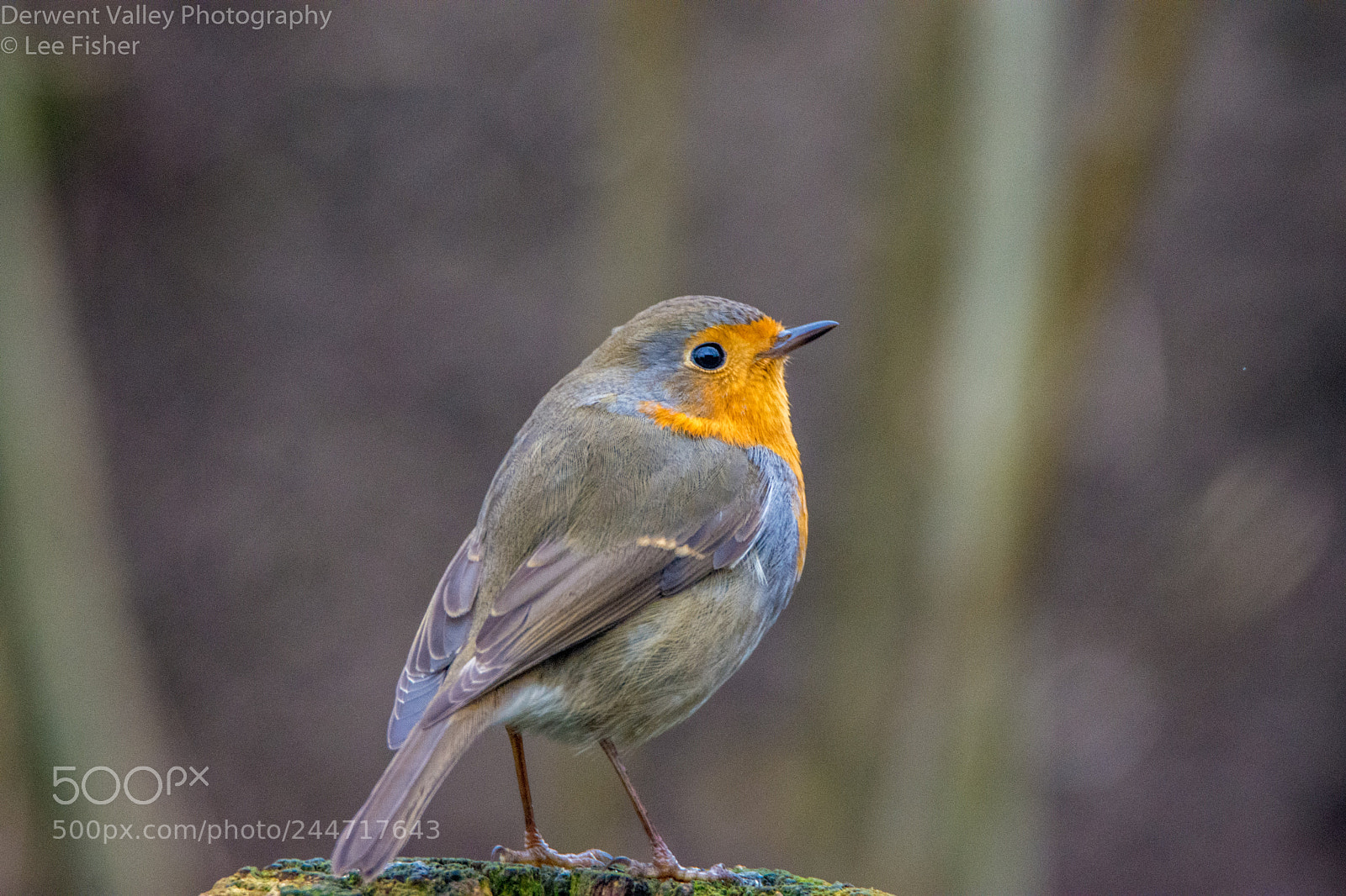 Nikon D7200 sample photo. Robin looking for batman photography