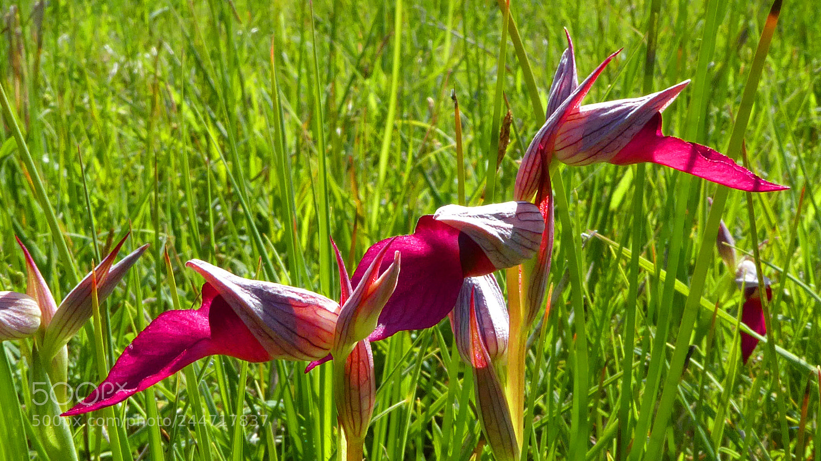 Panasonic Lumix DMC-ZS50 (Lumix DMC-TZ70) sample photo. Red serapias in france photography