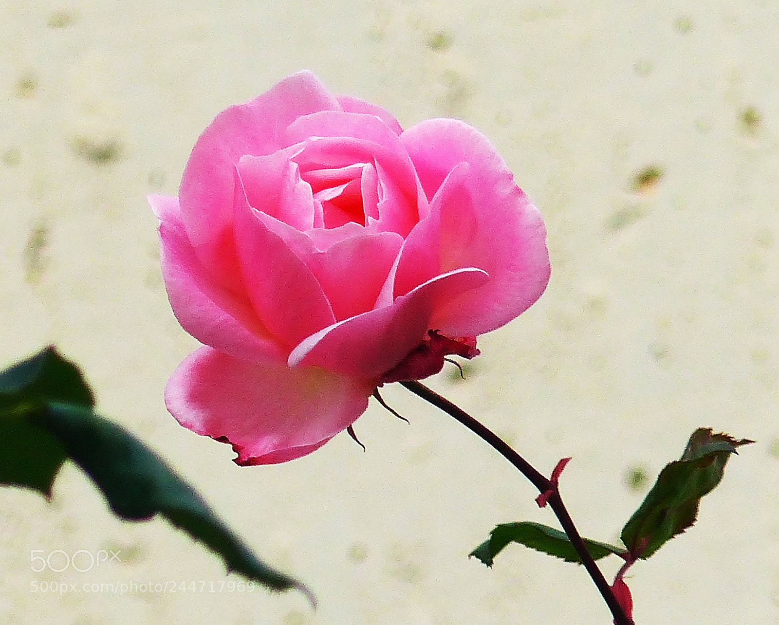Panasonic Lumix DMC-FZ200 sample photo. Winter rose photography