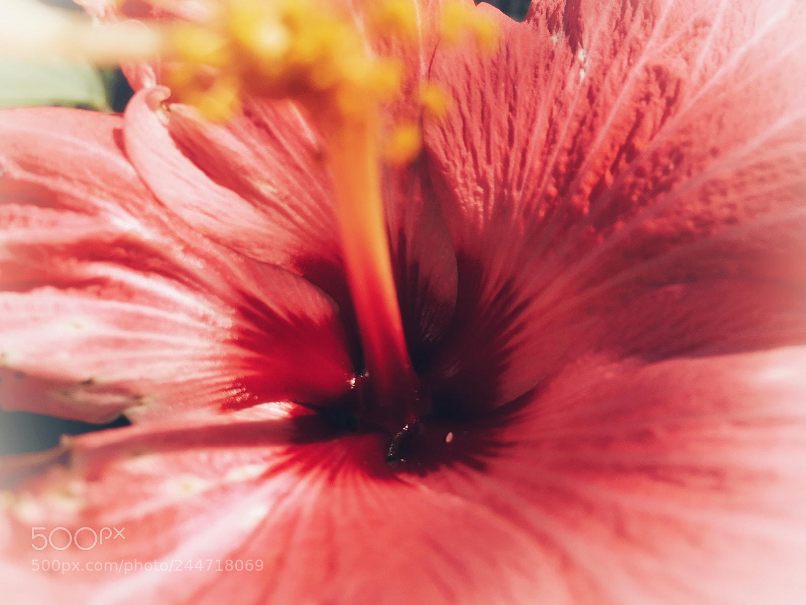 Apple iPhone 6s sample photo. Untitled photography