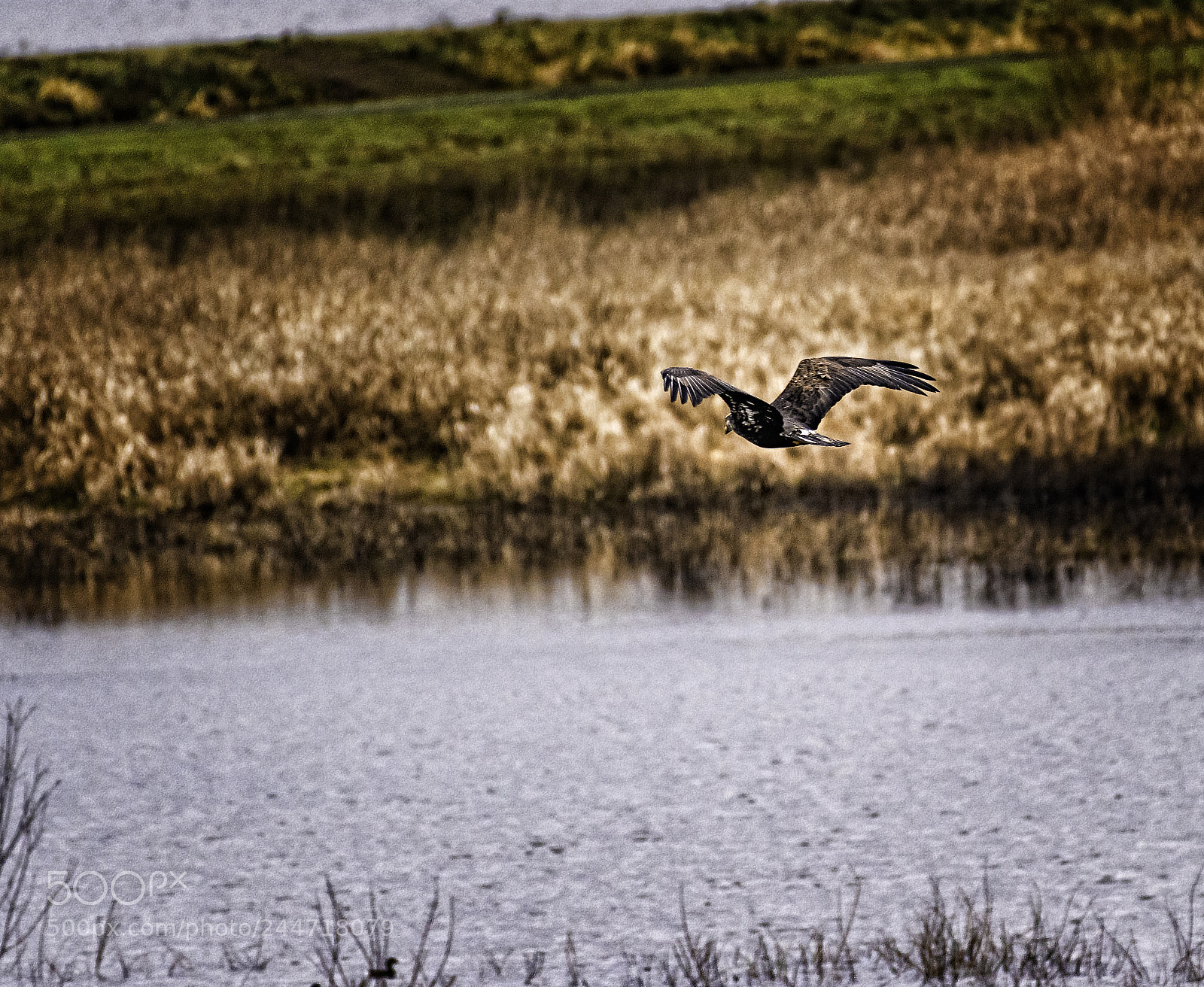 Nikon D810 sample photo. Incoming photography