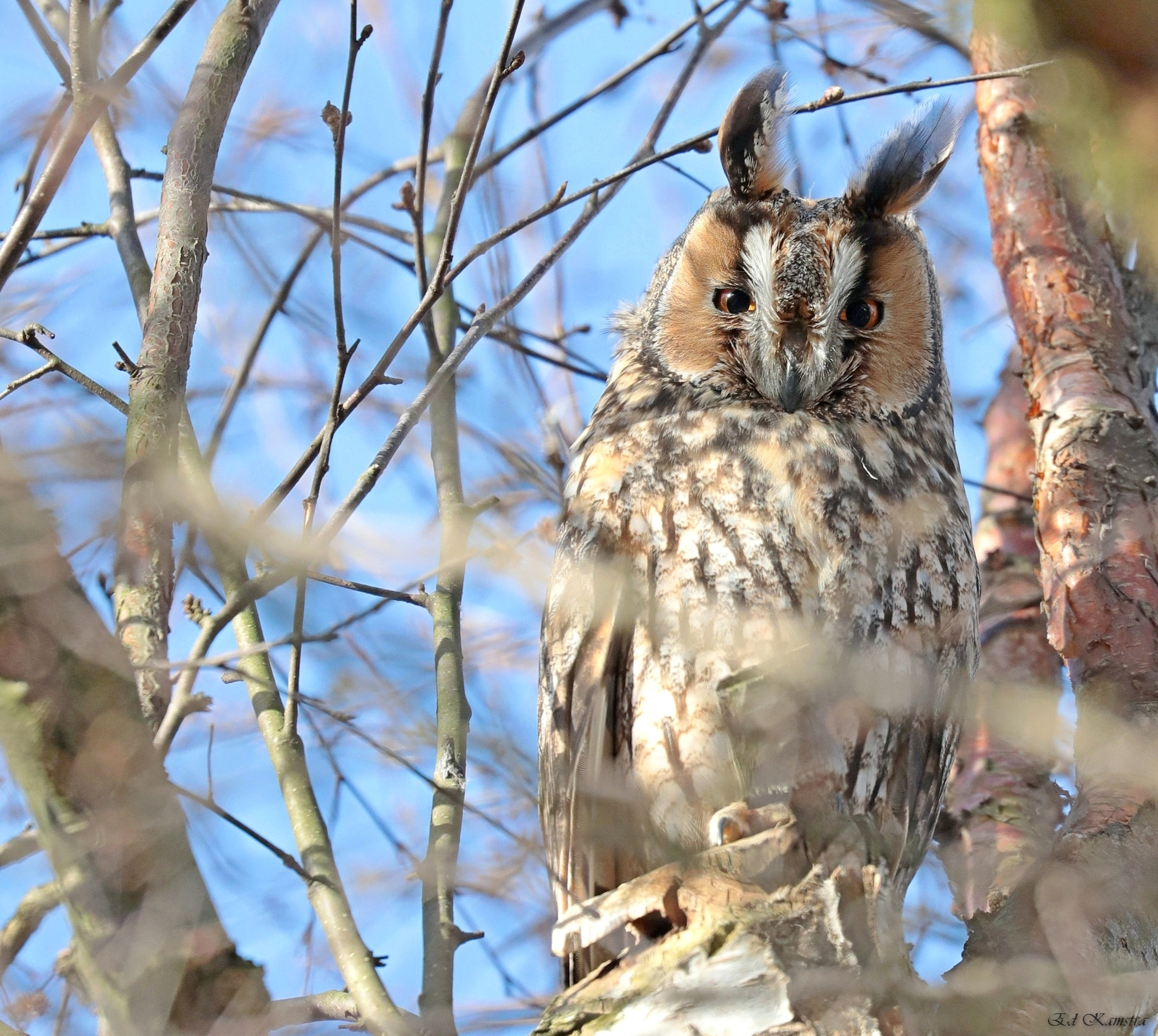 Canon EOS 5D Mark IV + Canon EF 100-400mm F4.5-5.6L IS II USM sample photo. Long-eared owl photography