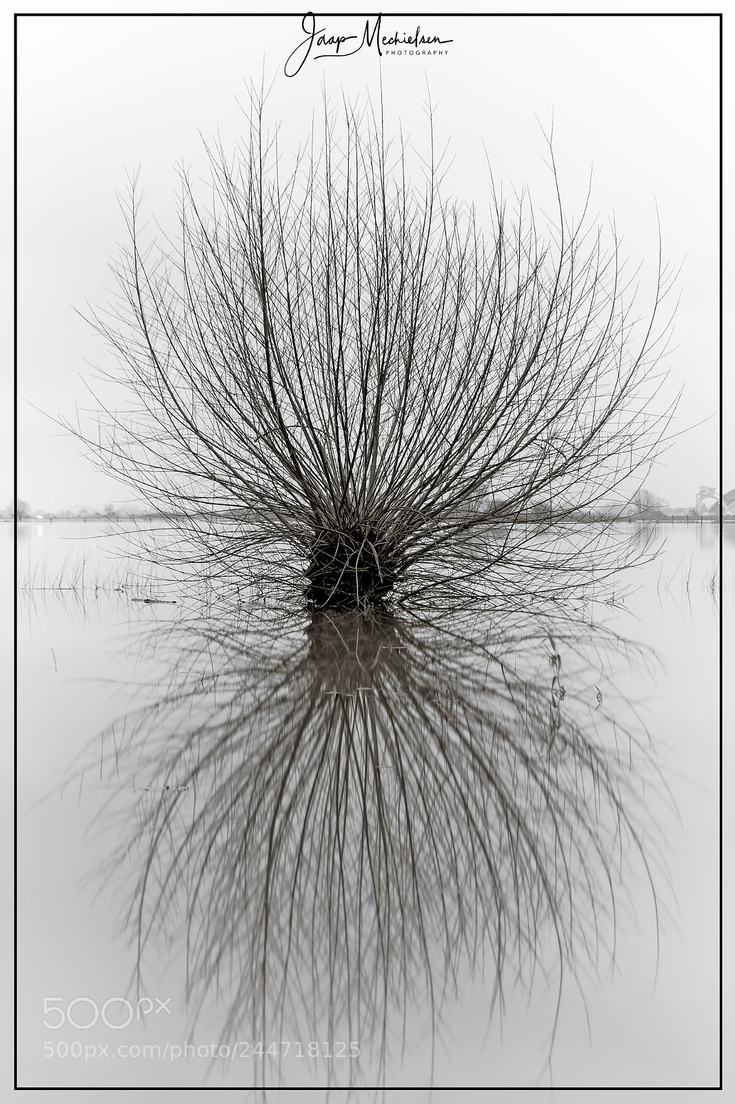 Canon EOS 7D Mark II sample photo. Pollard willow in flooded photography