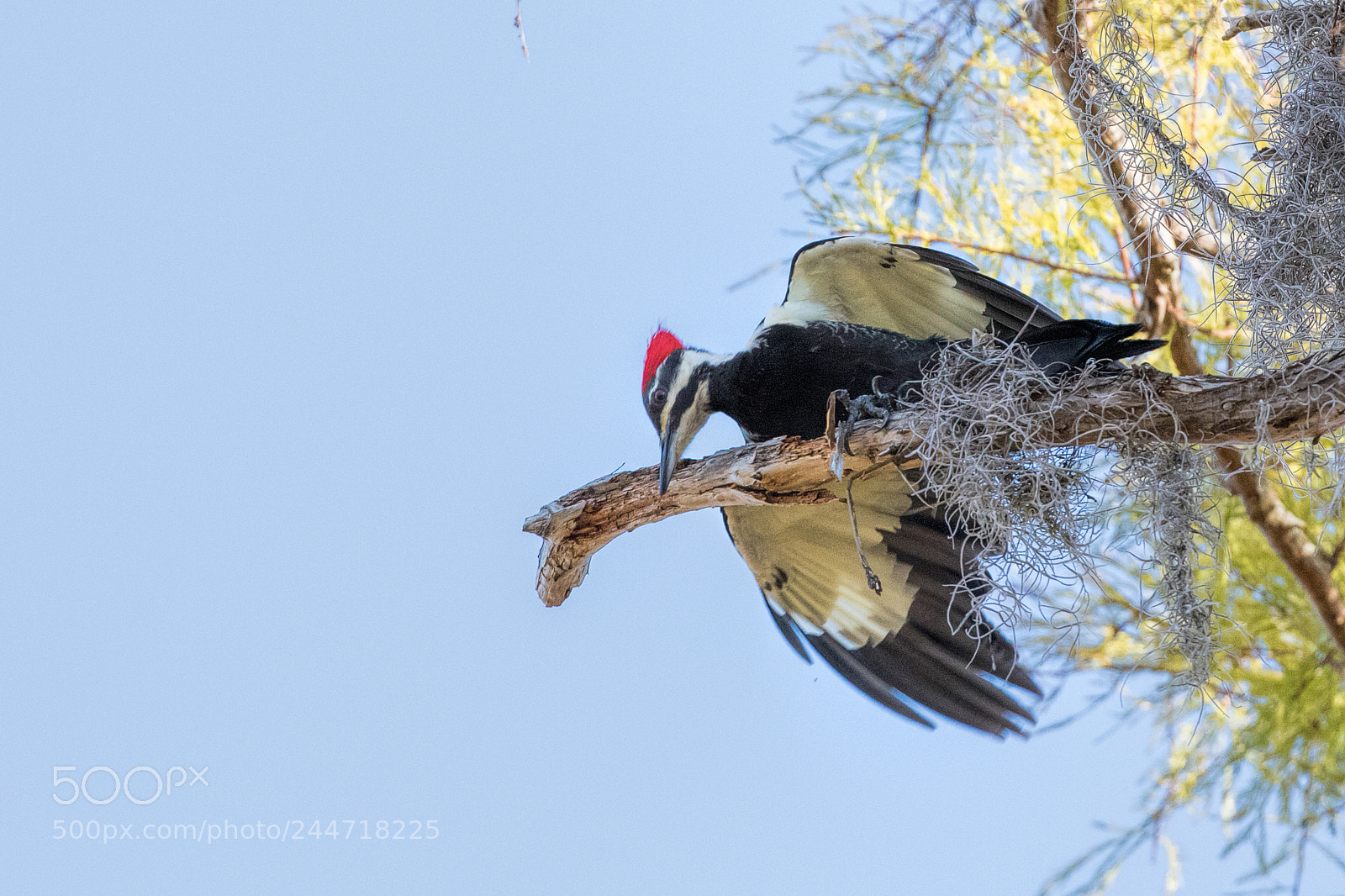 Canon EOS 7D Mark II sample photo. Female pileated woodpecker photography