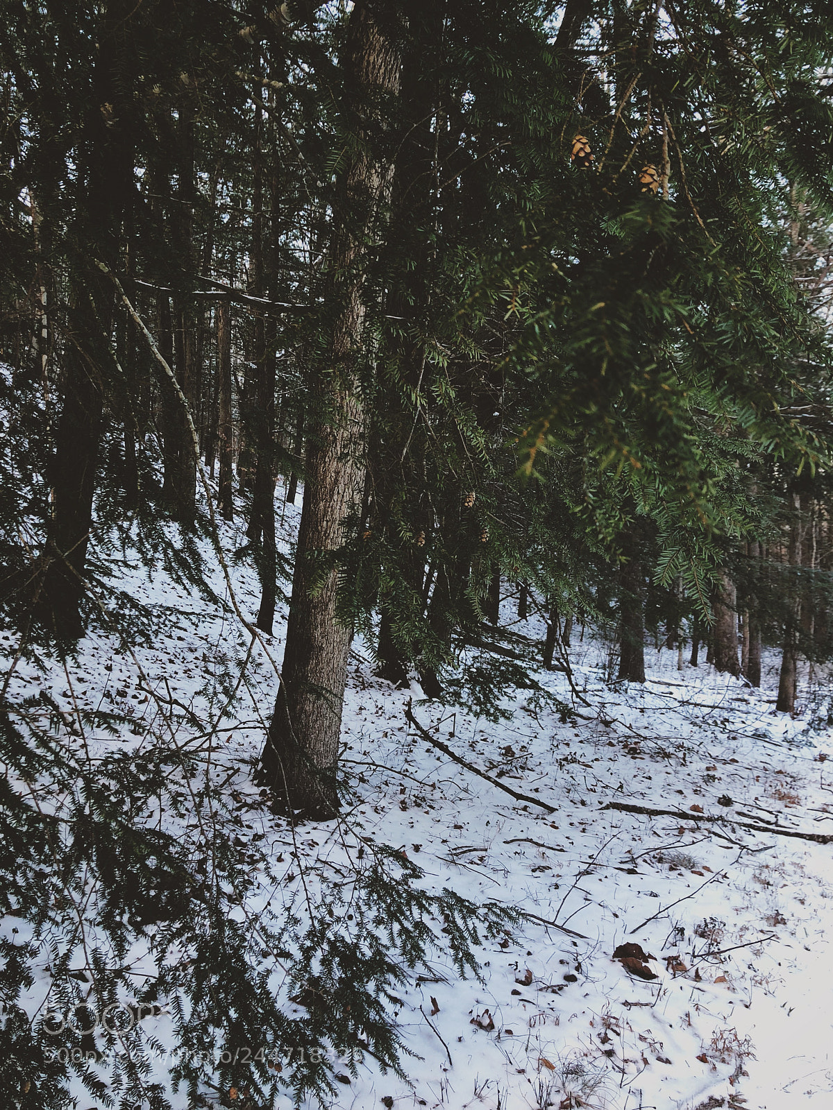 Apple iPhone 8 Plus sample photo. A winter stroll in photography