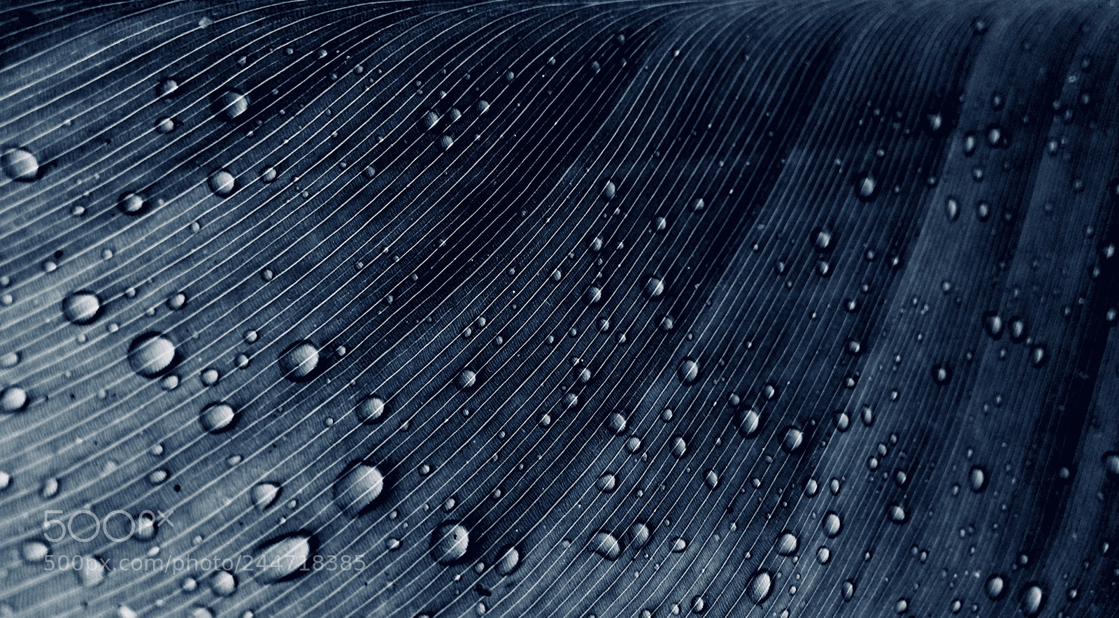 Apple iPhone 5s sample photo. B droplets !!! photography