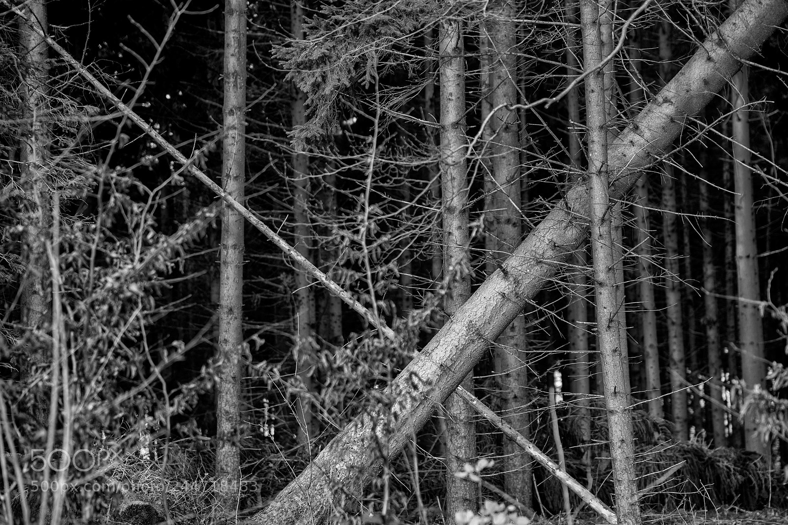 Nikon D600 sample photo. Crossing photography