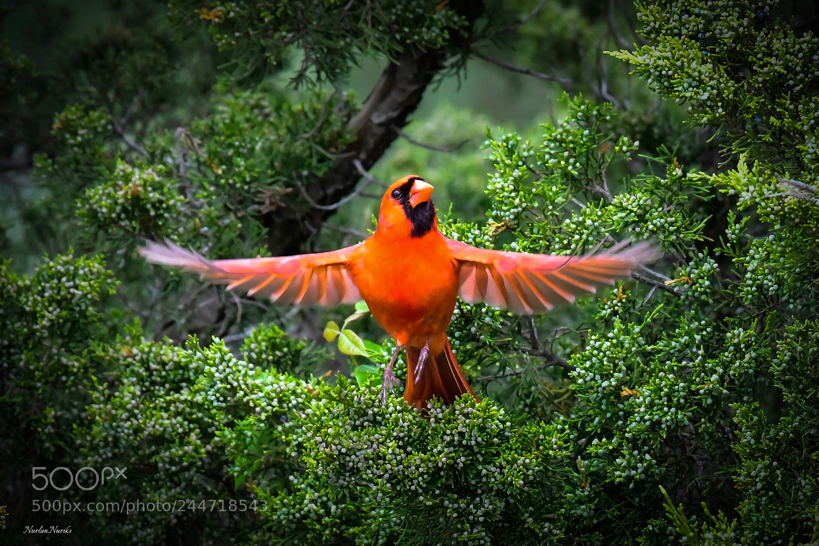 Nikon D500 sample photo. Northern cardinal  / 5 photography