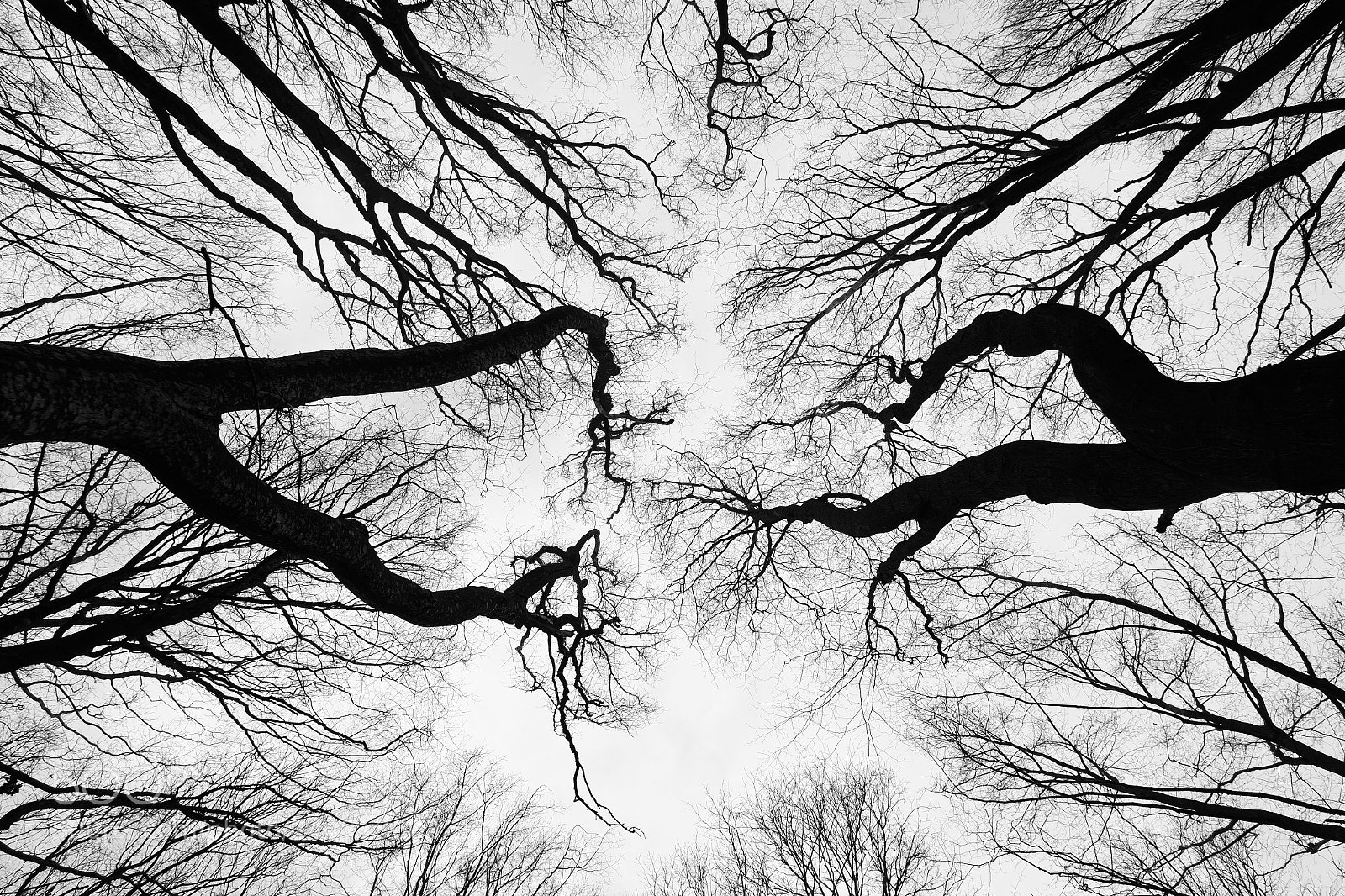 Fujifilm X-Pro1 sample photo. Flows of black photography
