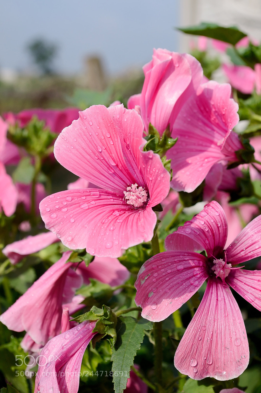 Nikon D3100 sample photo. Bright colors photography