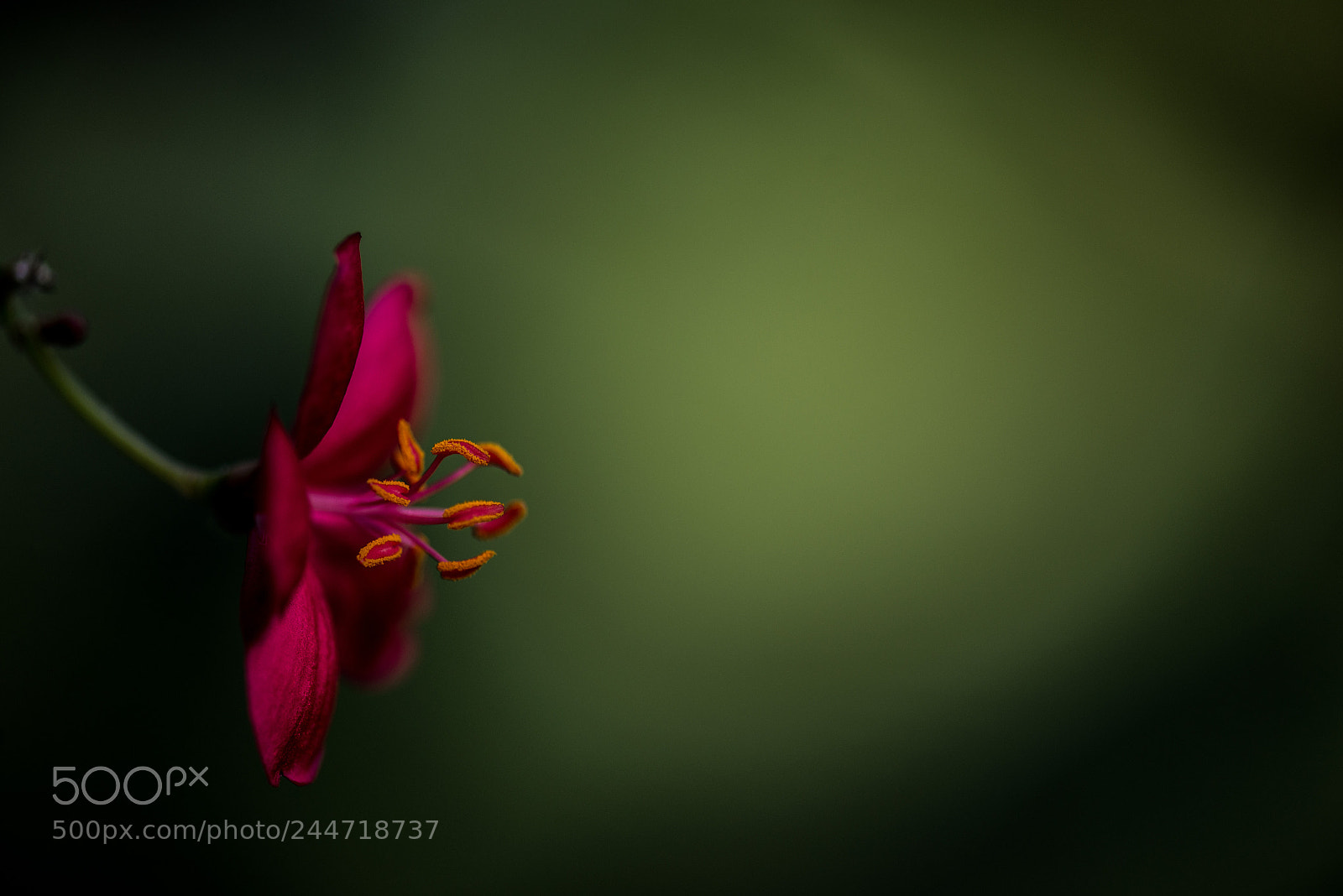 Nikon D610 sample photo. A minimalist macro photography