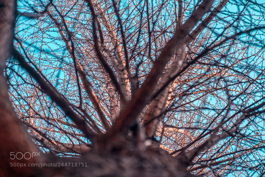 Sony a7R III sample photo. Untitled photography