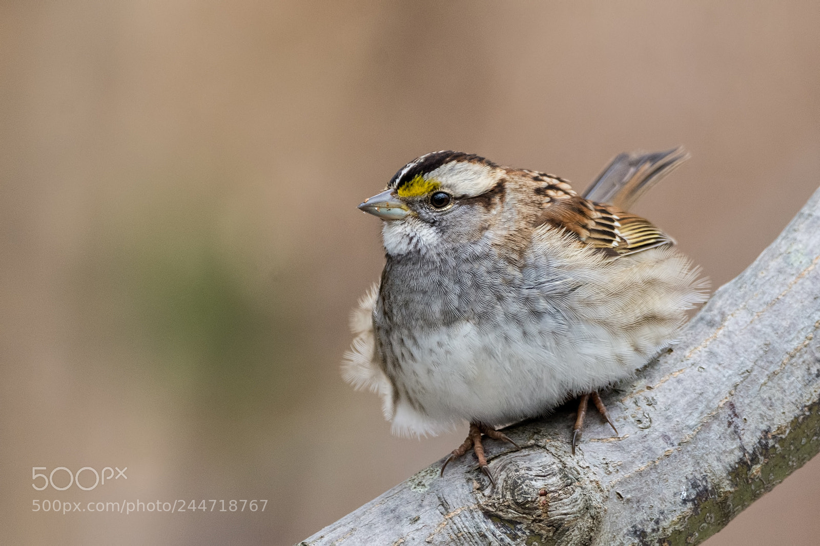 Nikon D7200 sample photo. White-throated sparrow photography