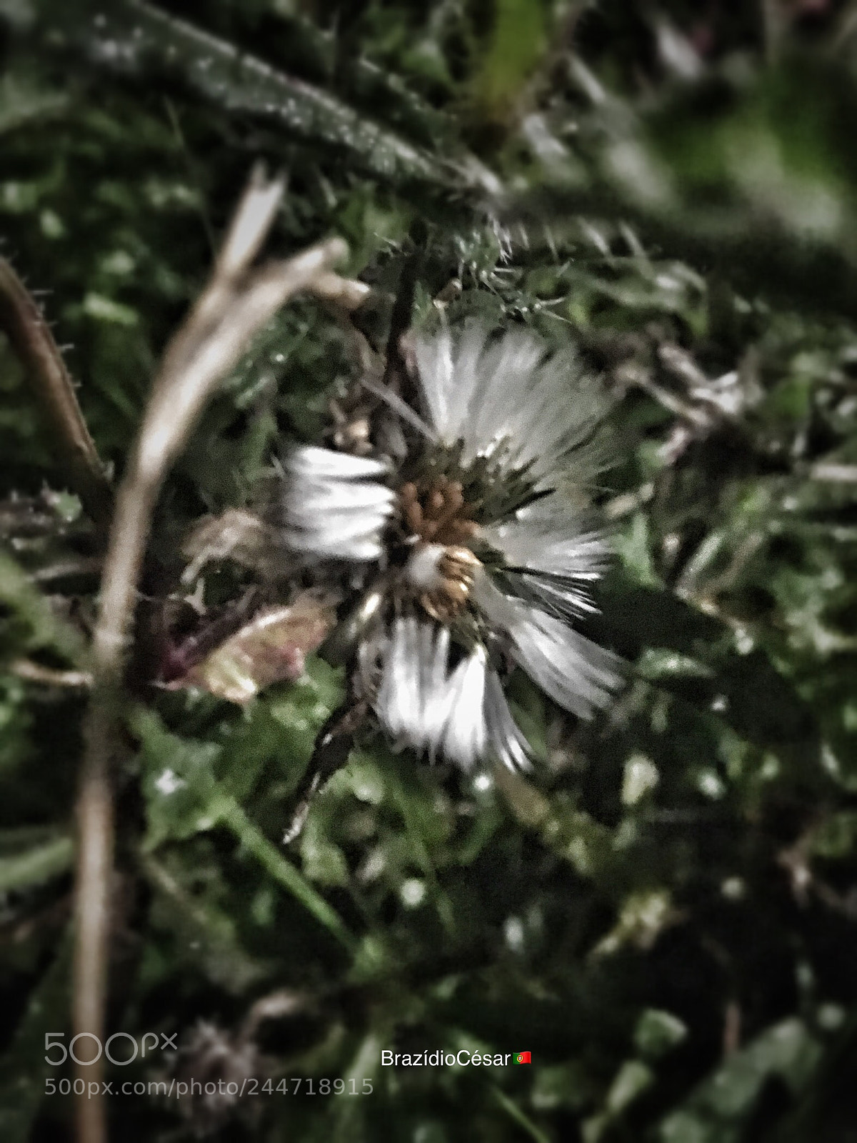 Apple iPhone 6s sample photo. Untitled photography