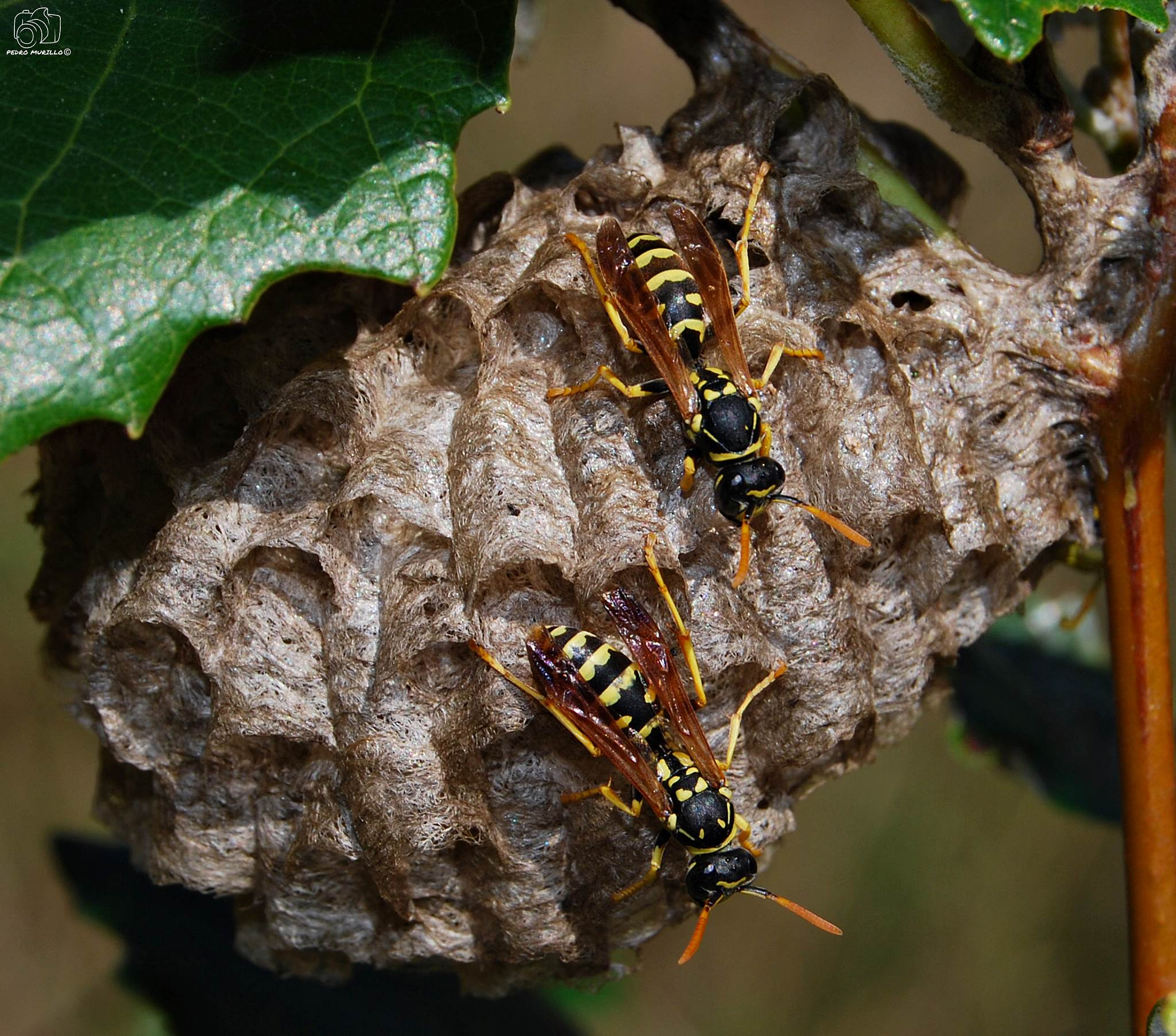 Nikon D60 sample photo. Avispa cartonera (polistes dominula) photography