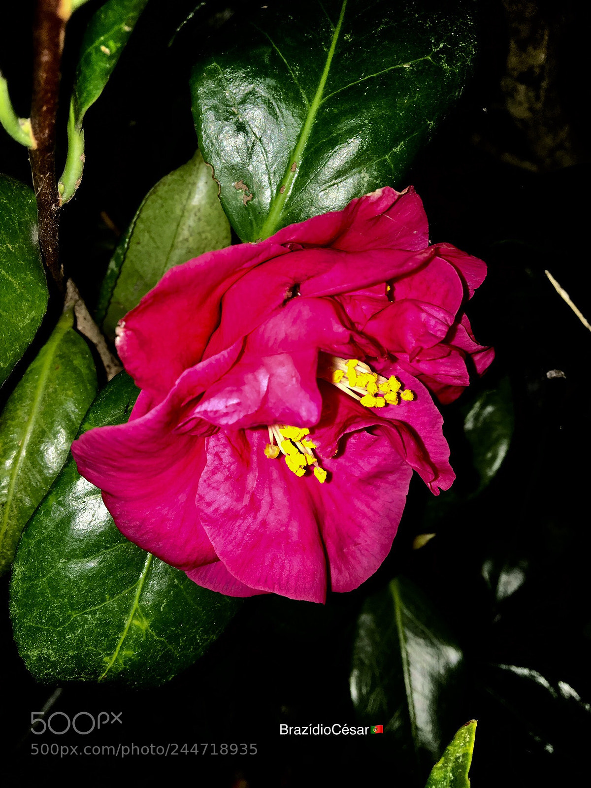Apple iPhone 6s sample photo. Untitled photography