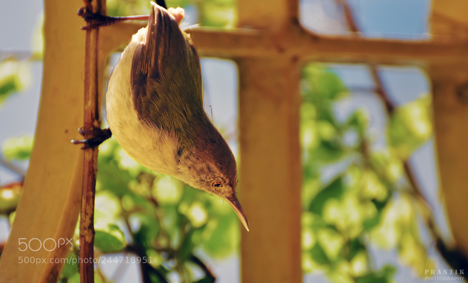 Nikon D5500 sample photo. A surprise guest photography