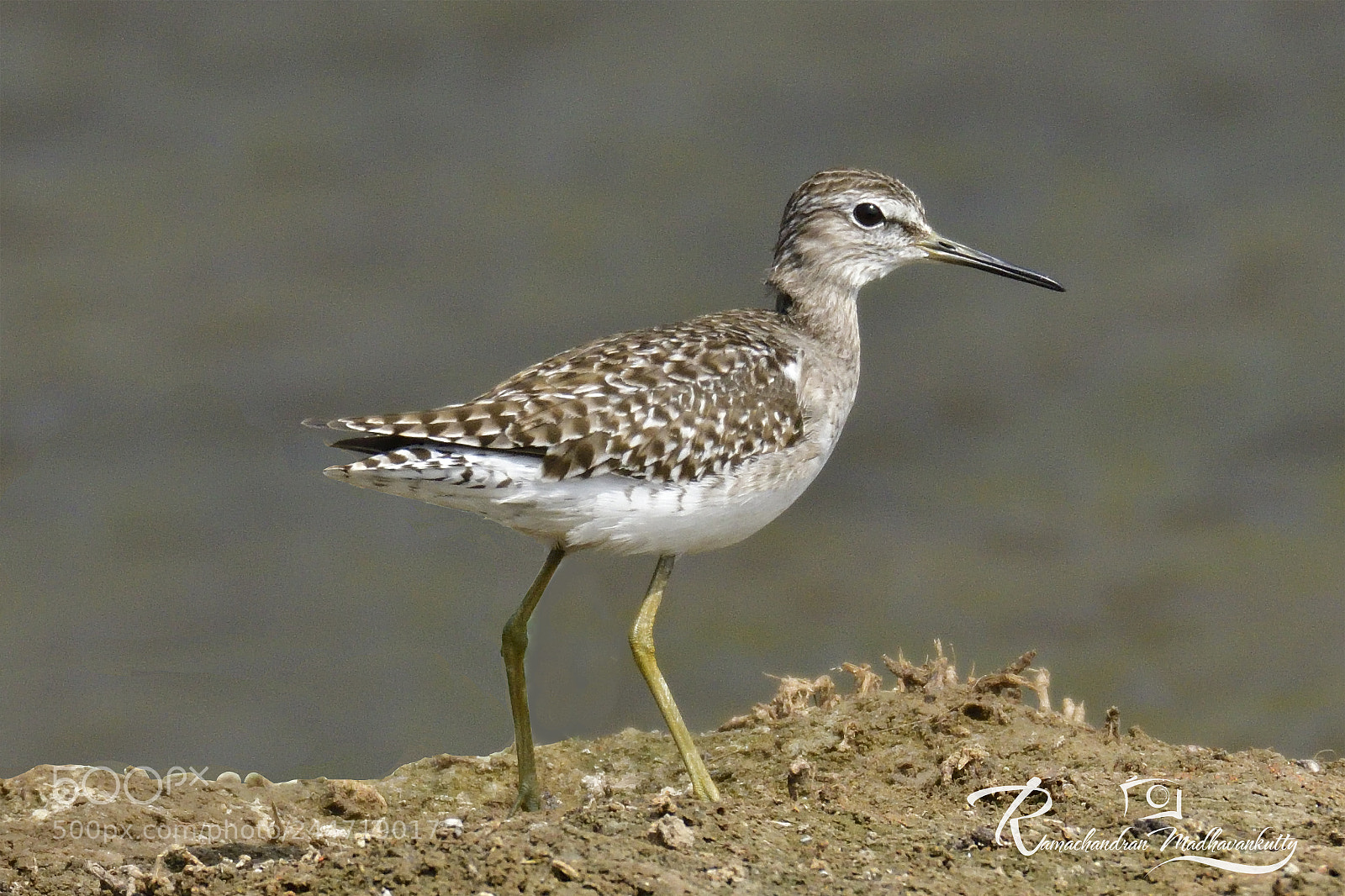 Nikon D500 sample photo. Semipalmated sandpiper photography