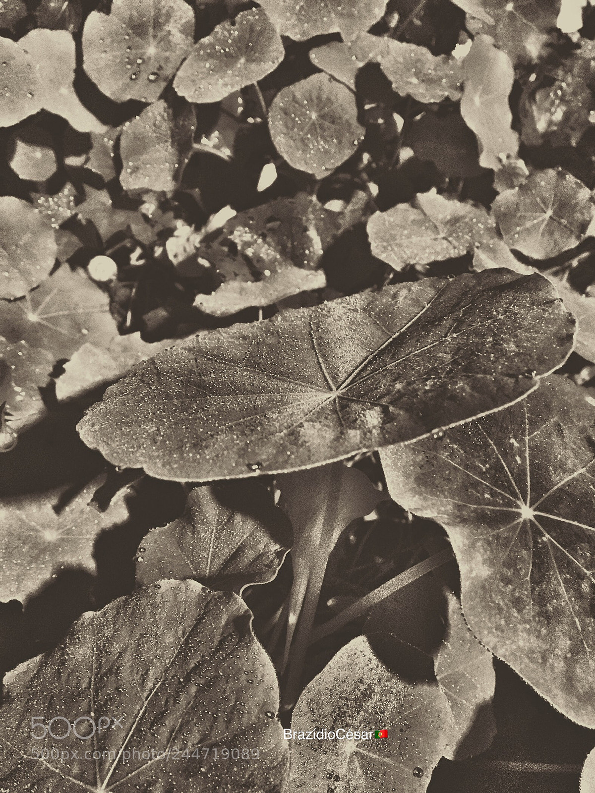 Apple iPhone 6s sample photo. Untitled photography