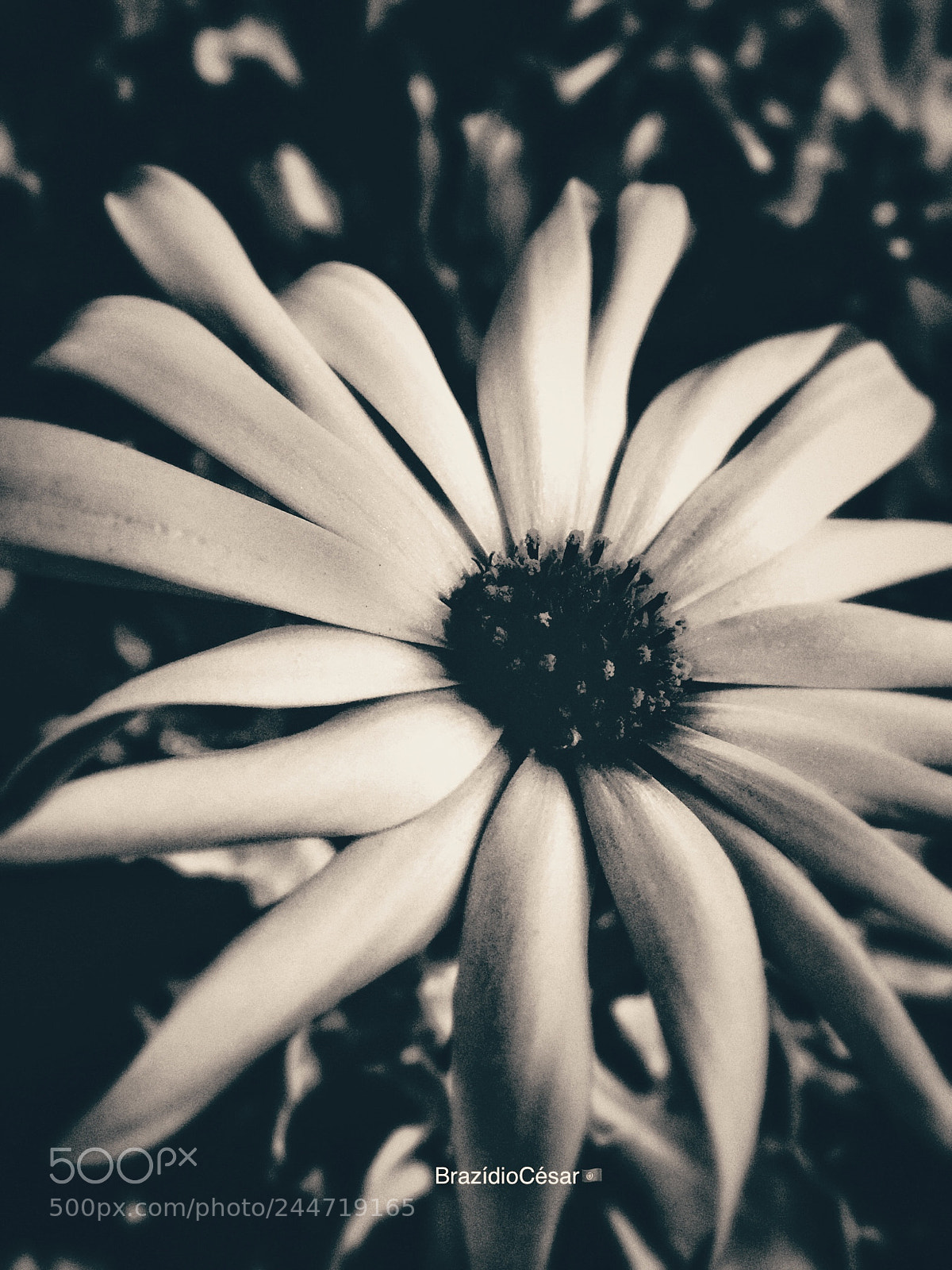 Apple iPhone 6s sample photo. Untitled photography