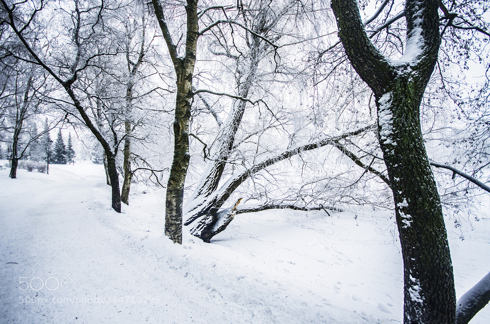 Pentax K-5 sample photo. Winter park photography