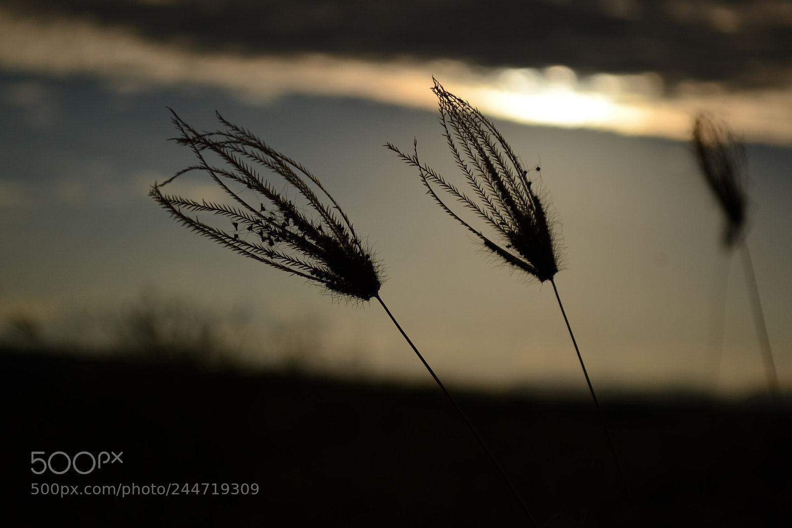 Nikon D3100 sample photo. Naturaleza photography