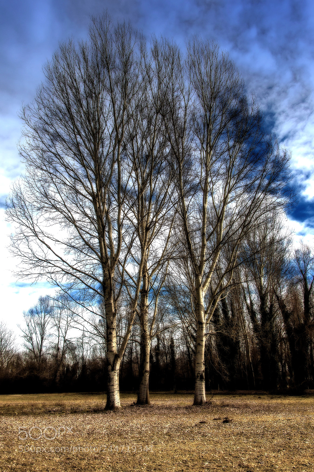Canon EOS 70D sample photo. Racconigi oasi lipu alberi photography