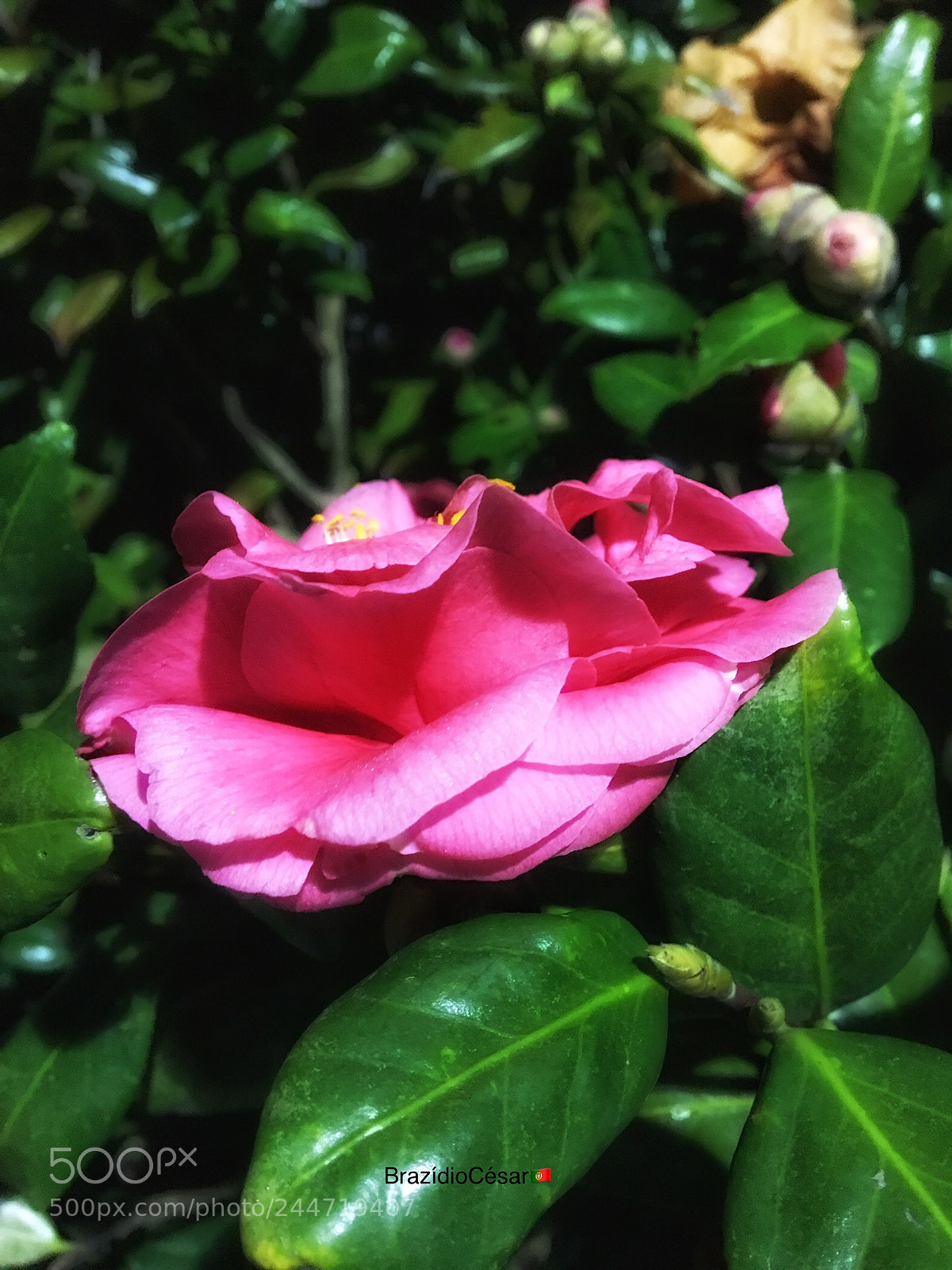 Apple iPhone 6s sample photo. Untitled photography