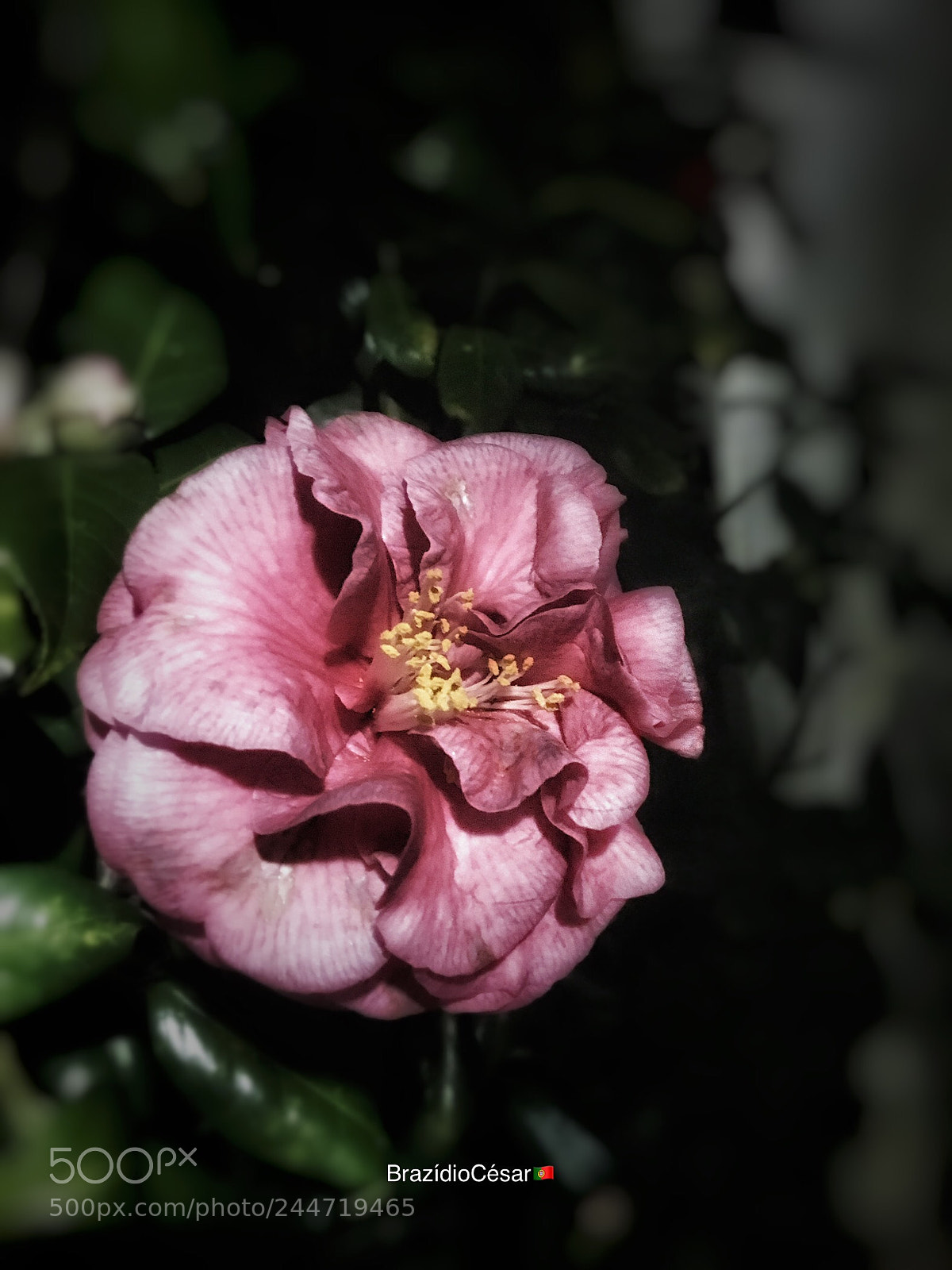 Apple iPhone 6s sample photo. Untitled photography