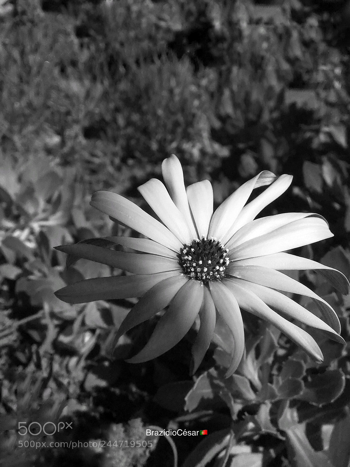 Apple iPhone 6s sample photo. Untitled photography