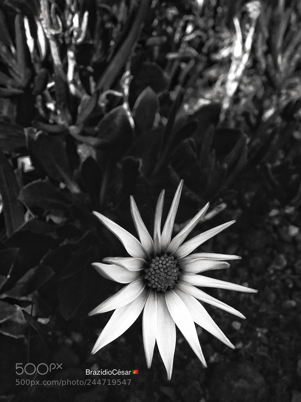 Apple iPhone 6s sample photo. Untitled photography