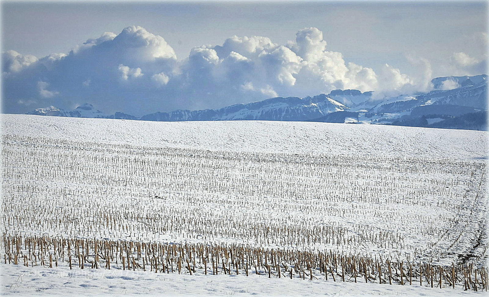 Nikon D7200 sample photo. "field" photography