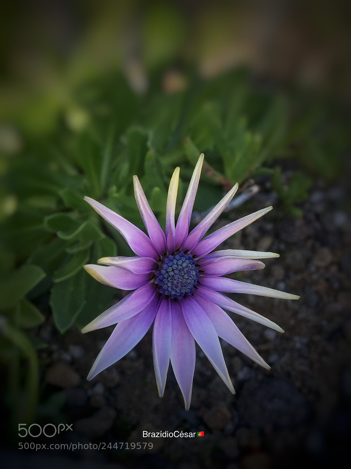 Apple iPhone 6s sample photo. Untitled photography