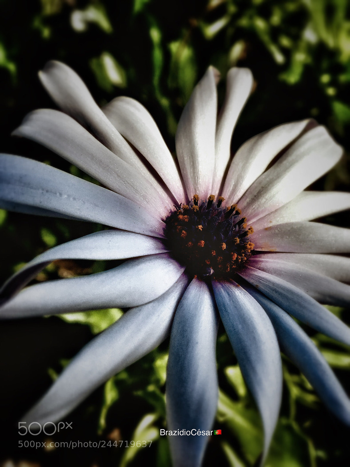Apple iPhone 6s sample photo. Untitled photography