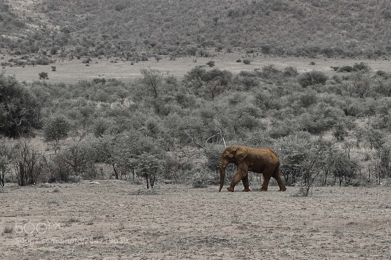 Sony a6000 sample photo. Elephant in pilanesberg national photography