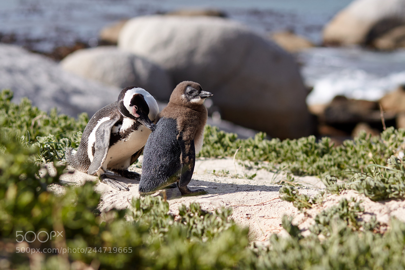 Canon EOS 50D sample photo. African penguins photography