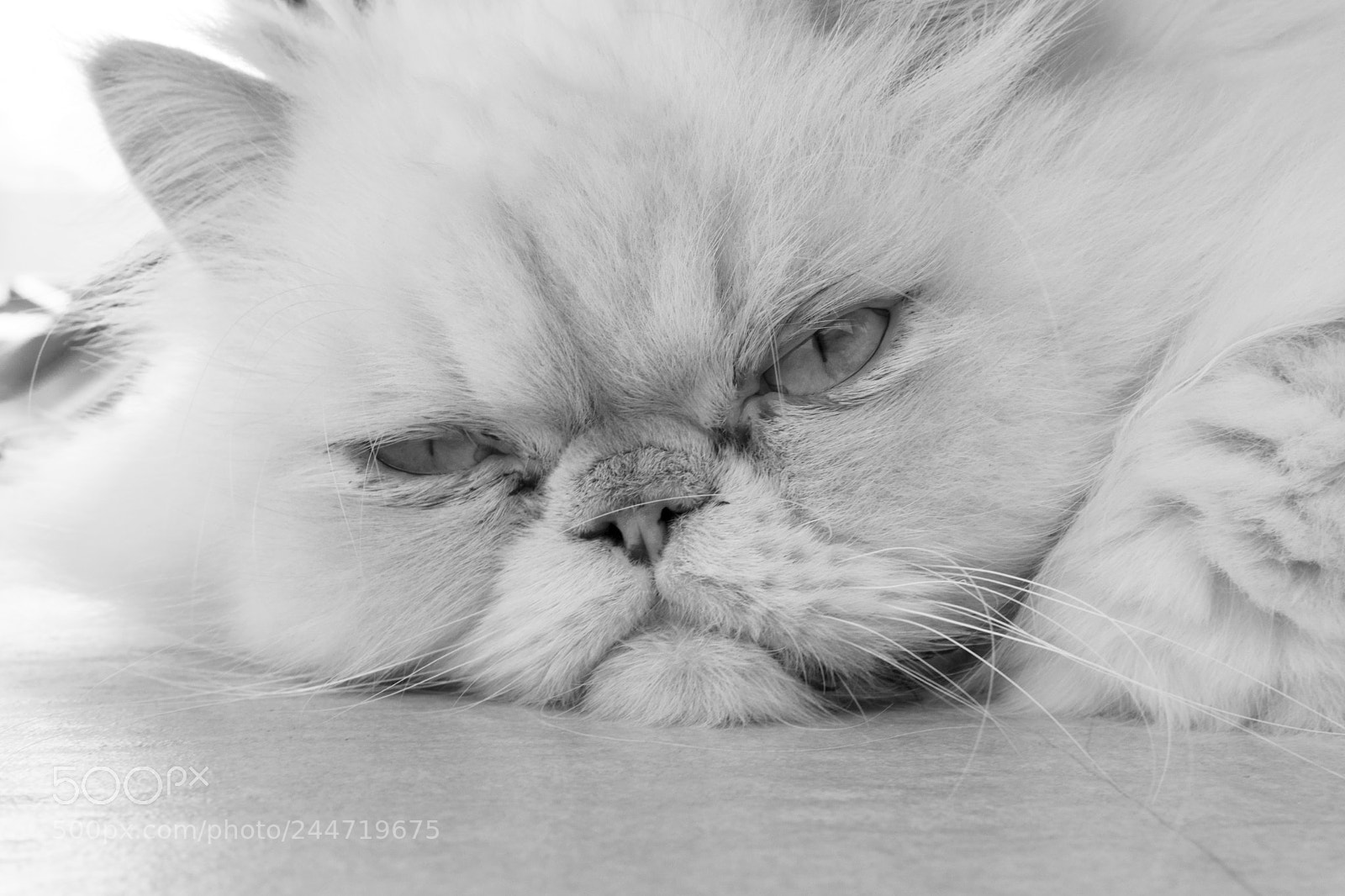 Sony a6300 sample photo. White persian cat photography