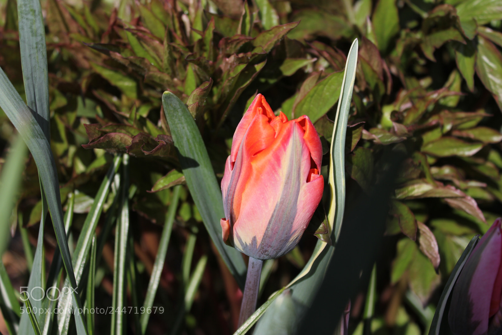 Canon EF-S 18-55mm F3.5-5.6 IS sample photo. Tulips edward's garden, toronto photography