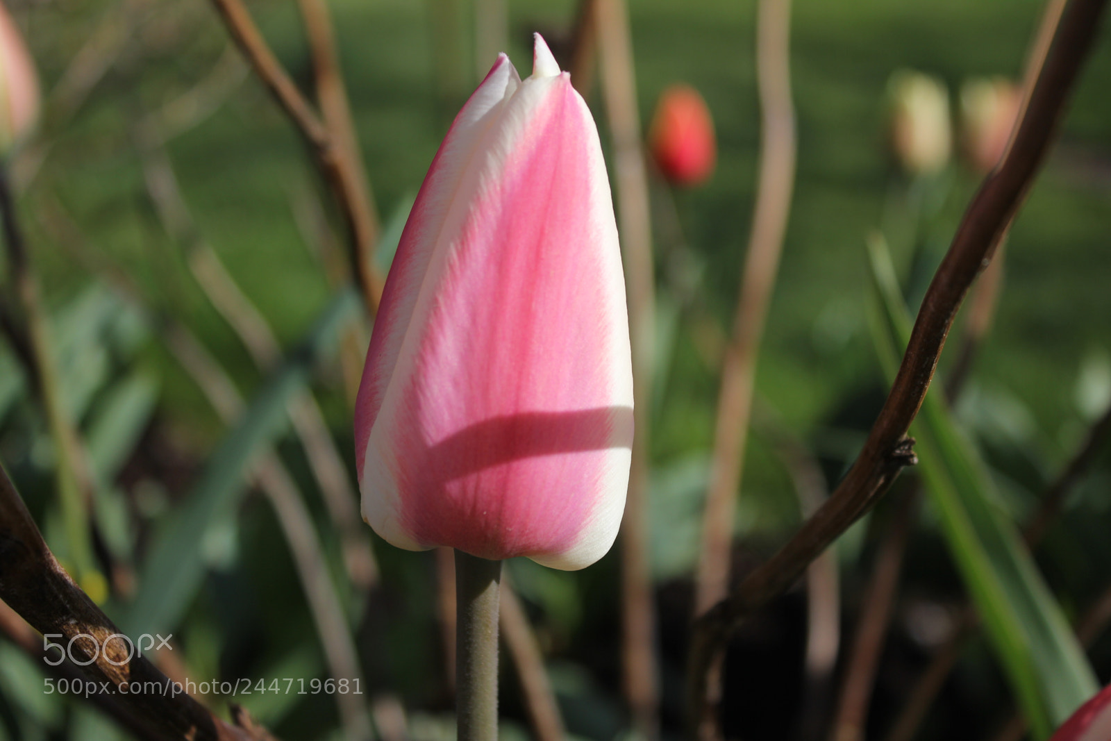 Canon EF-S 18-55mm F3.5-5.6 IS sample photo. Tulips edward's garden, toronto photography