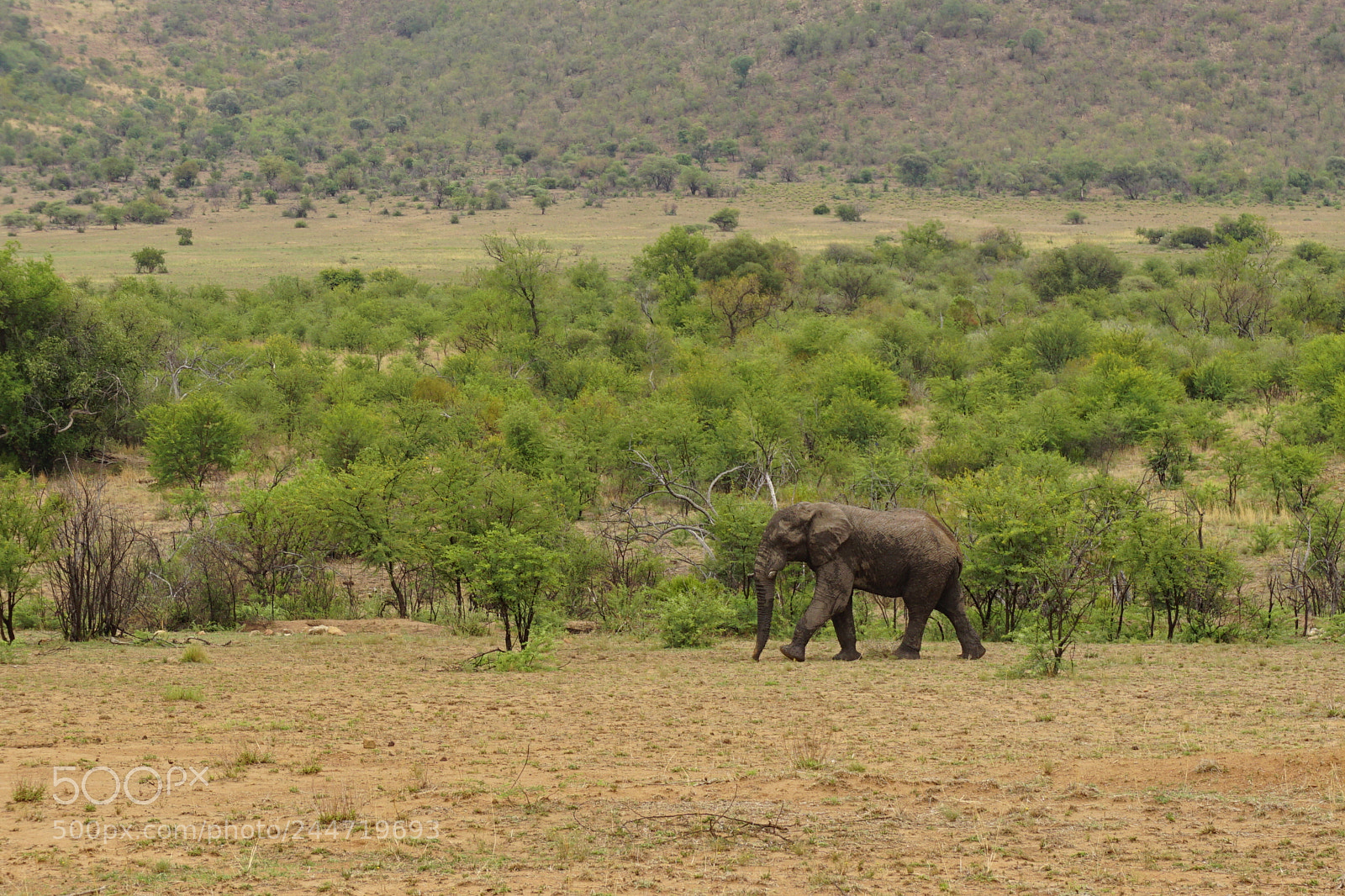 Sony a6000 sample photo. Elephant in pilanesberg national photography