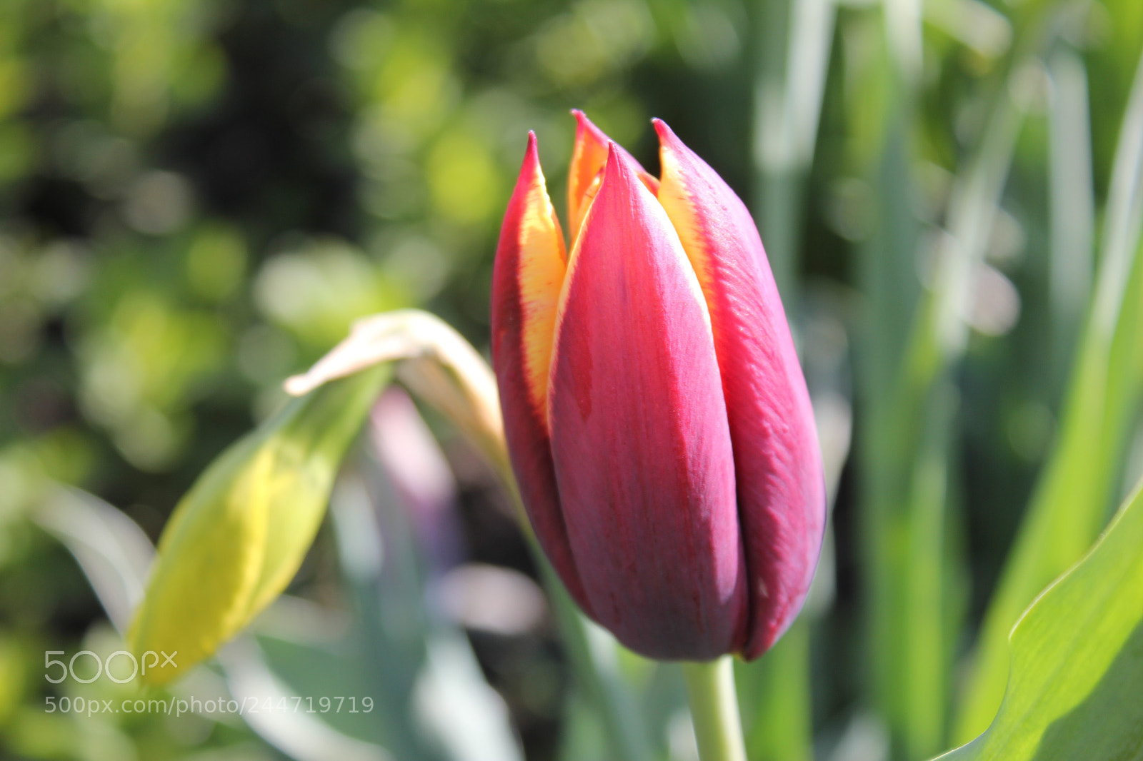 Canon EF-S 18-55mm F3.5-5.6 IS sample photo. Tulips edward's garden, toronto photography